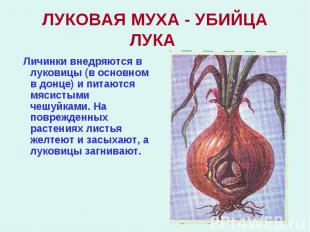 ЛУКОВАЯ МУХА - УБИЙЦА ЛУКА Личинки внедряются в луковицы (в основном в донце) и