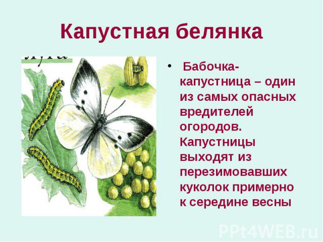 Капустная белянка Бабочка-капустница – один из самых опасных вредителей огородов. Капустницы выходят из перезимовавших куколок примерно к середине весны