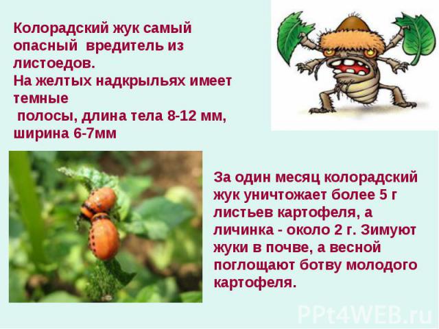 Колорадский жук самый опасный вредитель из листоедов.На желтых надкрыльях имеет темные полосы, длина тела 8-12 мм, ширина 6-7мм За один месяц колорадский жук уничтожает более 5 г листьев картофеля, а личинка - около 2 г. Зимуют жуки в почве, а весно…