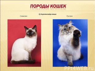 Породы кошек3) КороткошёрстныеСиамские Русские