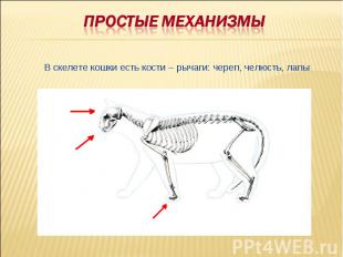 Простые механизмыВ скелете кошки есть кости – рычаги: череп, челюсть, лапы