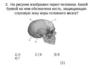 3. На рисунке изображен череп человека. Какойбуквой на нем обозначена кость, защ