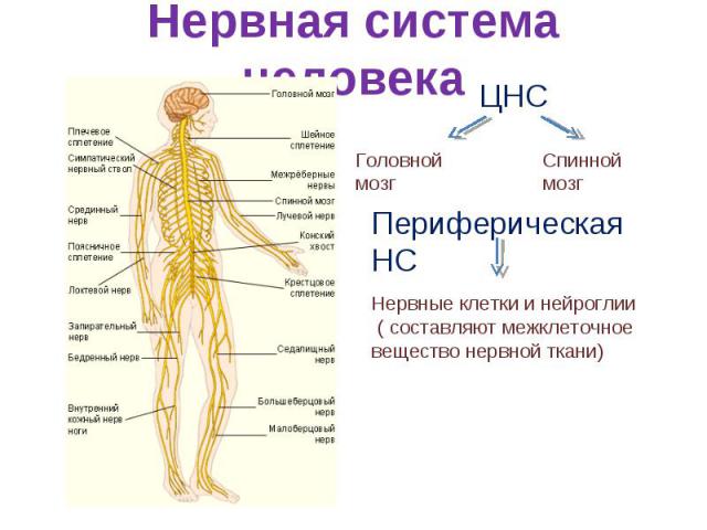 Нервная система человекаНервные клетки и нейроглии ( составляют межклеточное вещество нервной ткани)