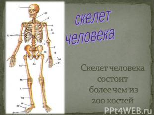 скелетчеловекаСкелет человека состоит более чем из 200 костей