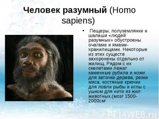 Человек разумный (Homo sapiens) Пещеры, полуземлянки и шалаши «людей разумных» о