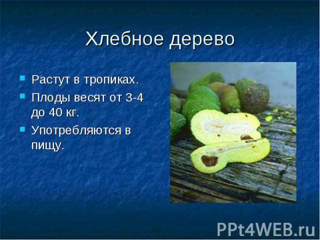 Хлебное деревоРастут в тропиках.Плоды весят от 3-4 до 40 кг.Употребляются в пищу.