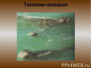 Тюлени-монахи