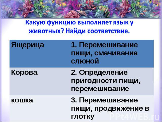 Какую функцию выполняет язык у животных? Найди соответствие.