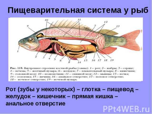 Пищеварительная система у рыбРот (зубы у некоторых) – глотка – пищевод – желудок – кишечник – прямая кишка – анальное отверстие