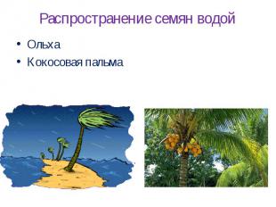 Распространение семян водойОльхаКокосовая пальма