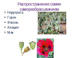 Распространение семян саморазбрасываниемНедотрогаГорохФасольАкацияМак