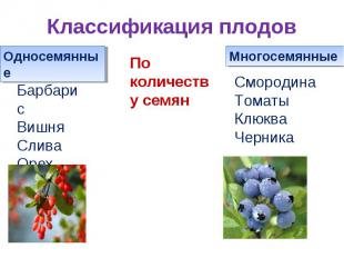 Классификация плодовБарбарисВишняСливаОрехПо количеству семянСмородинаТоматыКлюк