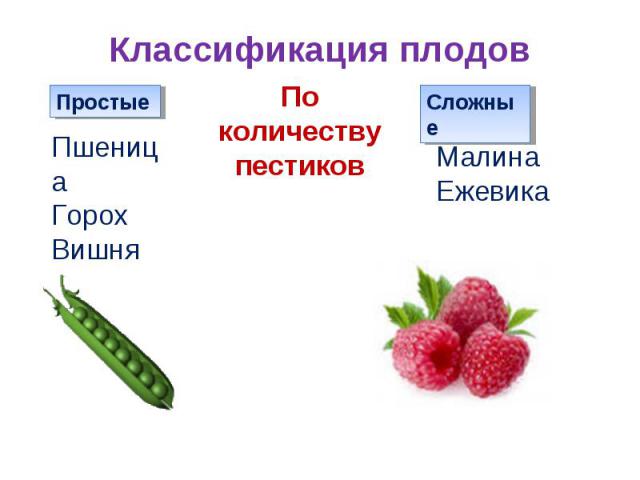 Классификация плодовПшеницаГорохВишняПо количеству пестиковМалинаЕжевика
