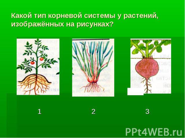 Какой тип корневой системы у растений, изображённых на рисунках?