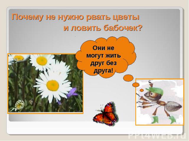 Почему не нужно рвать цветы и ловить бабочек?Они не могут жить друг без друга!