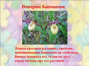 Венерин башмачок Редкое красивое растение с цветком, напоминающим башмачок на ст