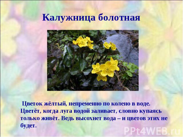Калужница болотная Цветок жёлтый, непременно по колено в воде. Цветёт, когда луга водой заливает, словно купаясь только живёт. Ведь высохнет вода – и цветов этих не будет.