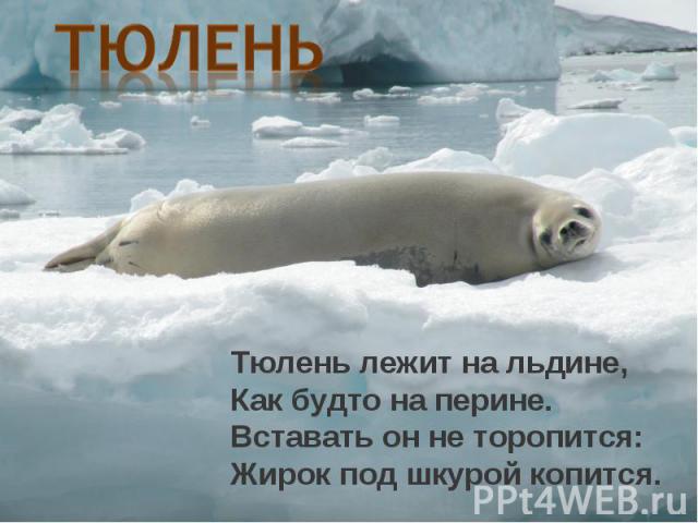 ТюленьТюлень лежит на льдине,Как будто на перине.Вставать он не торопится:Жирок под шкурой копится.