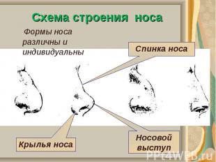 Схема строения носа Формы носа различны и индивидуальны