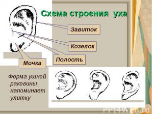 Схема строения уха Форма ушной раковины напоминает улитку