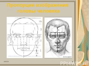 Пропорции изображения головы человека