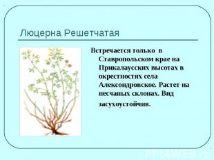 Люцерна РешетчатаяВстречается только в Ставропольском крае на Прикалаусских высо