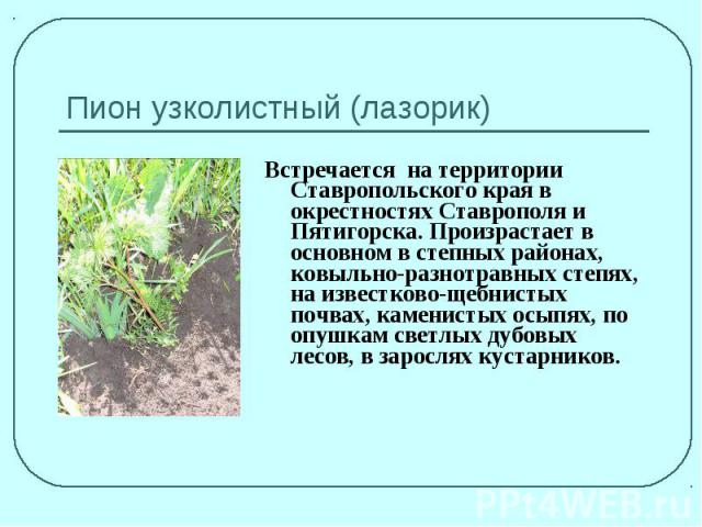 Пион узколистный (лазорик)Встречается на территории Ставропольского края в окрестностях Ставрополя и Пятигорска. Произрастает в основном в степных районах, ковыльно-разнотравных степях, на известково-щебнистых почвах, каменистых осыпях, по опушкам с…