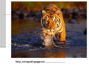 Тигр, который крадется - ………………….
