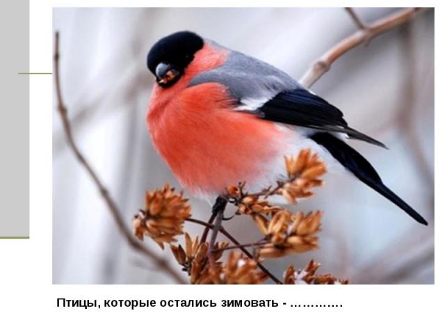 Птицы, которые остались зимовать - ………….
