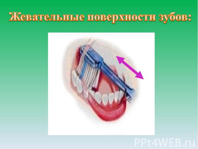 Жевательные поверхности зубов: