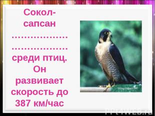 Сокол-сапсан ………………………………среди птиц. Он развивает скорость до 387 км/час