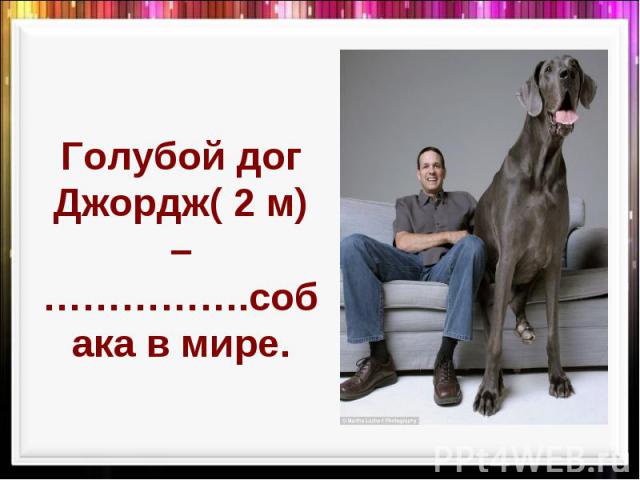 Голубой дог Джордж( 2 м) –…………….собака в мире.