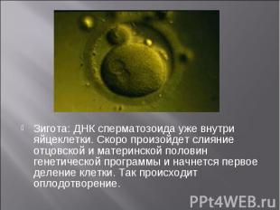 Зигота: ДНК сперматозоида уже внутри яйцеклетки. Скоро произойдет слияние отцовс