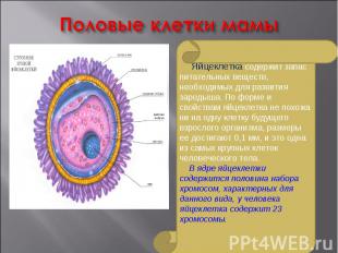 Половые клетки мамы Яйцеклетка содержит запас питательных веществ, необходимых д