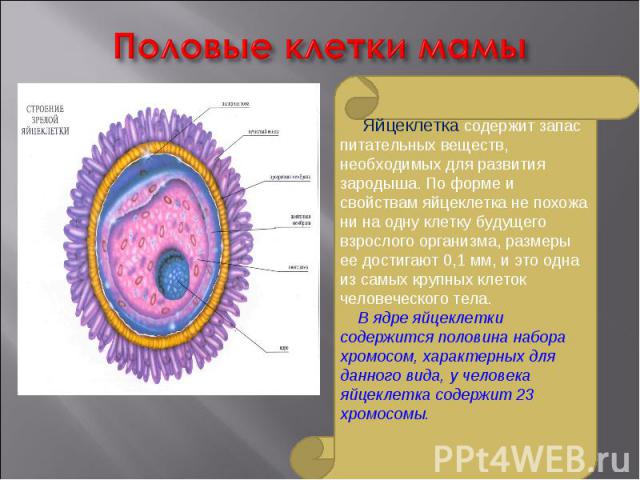 Половые клетки мамы Яйцеклетка содержит запас питательных веществ, необходимых для развития зародыша. По форме и свойствам яйцеклетка не похожа ни на одну клетку будущего взрослого организма, размеры ее достигают 0,1 мм, и это одна из самых крупных …