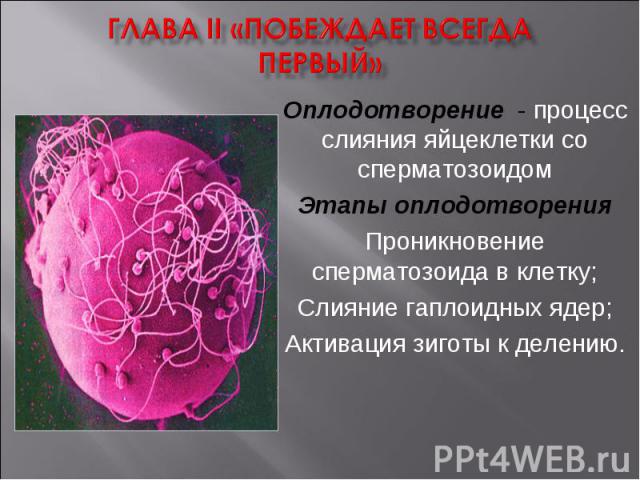 Глава II «Побеждает всегда первый»Оплодотворение - процесс слияния яйцеклетки со сперматозоидомЭтапы оплодотворенияПроникновение сперматозоида в клетку;Слияние гаплоидных ядер;Активация зиготы к делению.