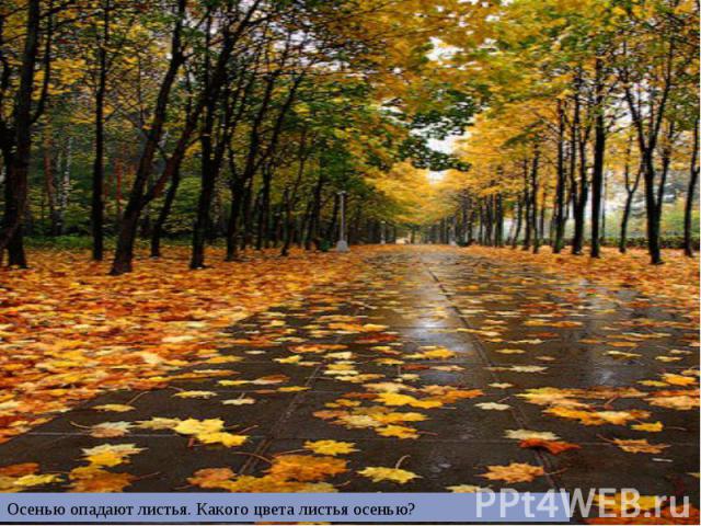 Осенью опадают листья. Какого цвета листья осенью?