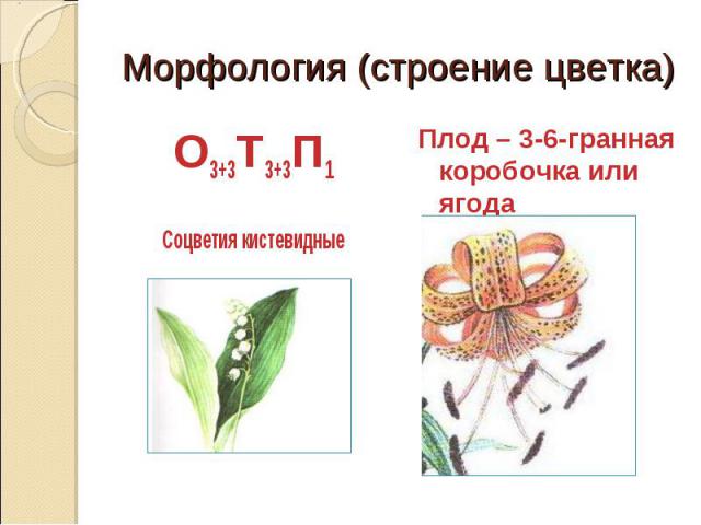 Морфология (строение цветка)О3+3Т3+3П1Соцветия кистевидныеПлод – 3-6-гранная коробочка или ягода