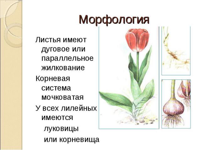МорфологияЛистья имеют дуговое или параллельное жилкованиеКорневая система мочковатаяУ всех лилейных имеются луковицы или корневища