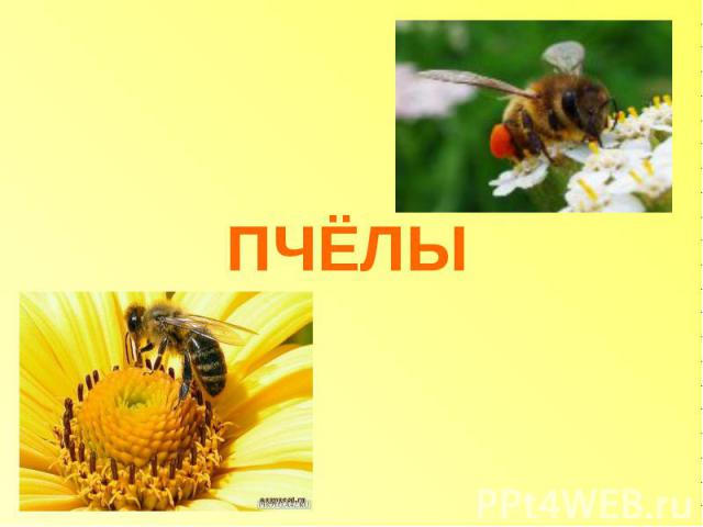 Шаблоны презентаций пчелы powerpoint скачать бесплатно