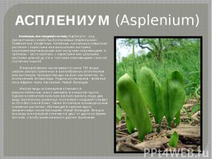 АСПЛЕНИУМ (Asplenium) Асплениум, или гнездовой костенец (Asplenium) - род папоро