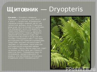 Щитовник — DryopterisЩитовник — Dryopteris. Название происходит от греческих сло