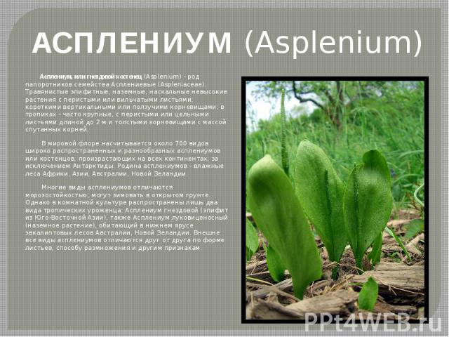 АСПЛЕНИУМ (Asplenium) Асплениум, или гнездовой костенец (Asplenium) - род папоротников семейства Асплениевые (Aspleniaceae). Травянистые эпифитные, наземные, наскальные невысокие растения с перистыми или вильчатыми листьями; короткими вертикальными …