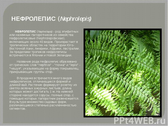 НЕФРОЛЕПИС (Nephrolepis) НЕФРОЛЕПИС (Nephrolepis) - род эпифитных или наземных папоротников из семейства Нефролеписовые (Nephrolepidaceae), включающих около 40 видов. Произрастает в тропических областях на территории Юго-Восточной Азии, Америки, Афр…