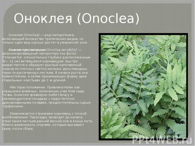 Оноклея (Onoclea) Оноклея (Onoclea) — род папоротника, включающий множество тропических видов, но только один вид хорошо растет в умеренной зоне. Оноклея чувствительная (Onoclea sensibilis) — длиннокорневищный папоротник (на фото). Отличается  относ…