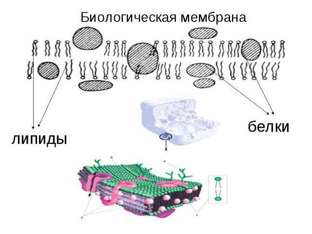 Биологическая мембраналипидыбелки