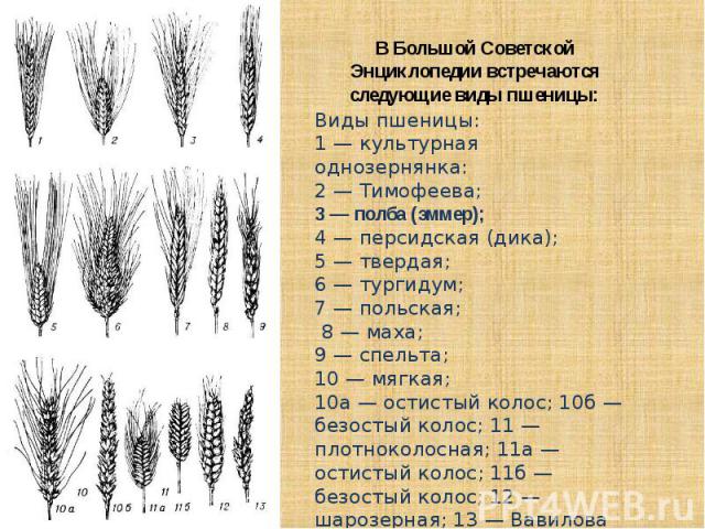В Большой Советской Энциклопедии встречаются следующие виды пшеницы:Виды пшеницы: 1 — культурная однозернянка: 2 — Тимофеева; 3 — полба (эммер); 4 — персидская (дика); 5 — твердая; 6 — тургидум; 7 — польская; 8 — маха; 9 — спельта; 10 — мягкая; 10а …