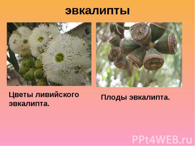 эвкалипты Цветы ливийского эвкалипта.Плоды эвкалипта.