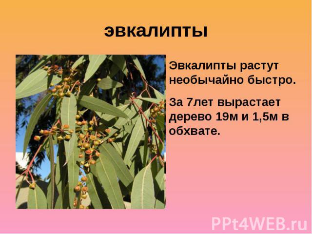 эвкалиптыЭвкалипты растут необычайно быстро. За 7лет вырастает дерево 19м и 1,5м в обхвате.