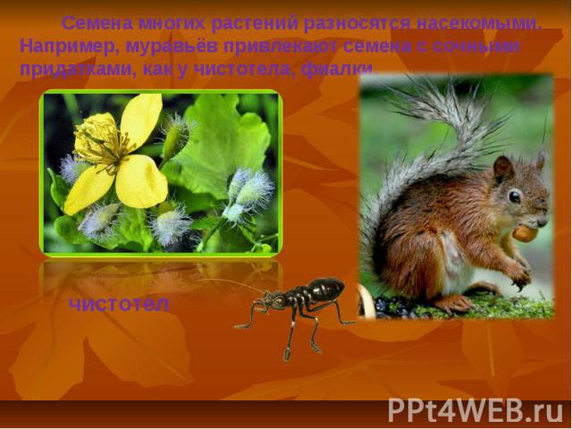 Семена многих растений разносятся насекомыми. Например, муравьёв привлекают семена с сочными придатками, как у чистотела, фиалки.